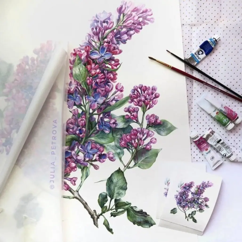 Flower, Lavender, Lilac, Purple, Plant,