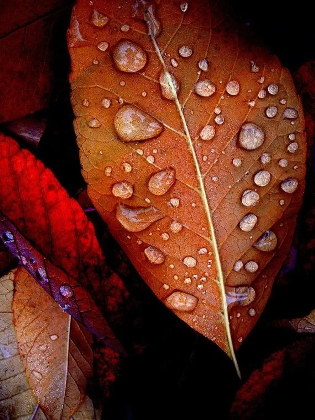 Leaf Raindrops