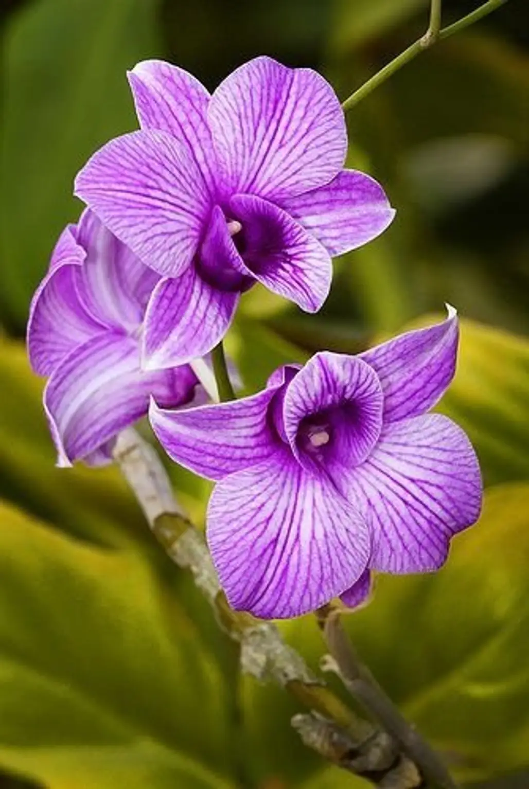 Radiant Orchid