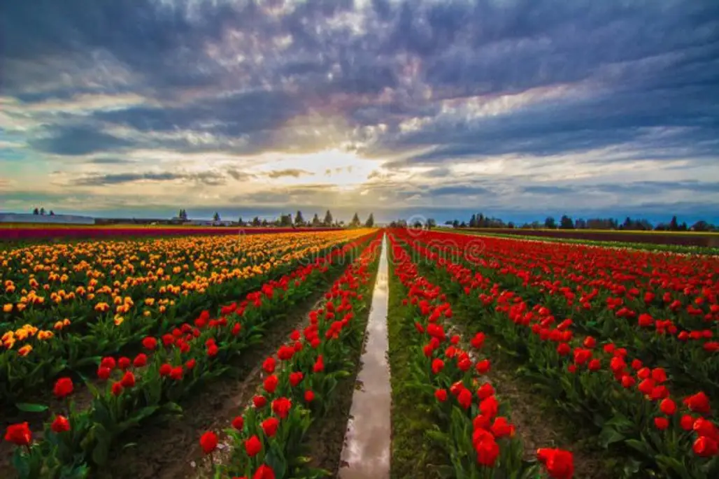 flower, field, sky, flowering plant, tulip,