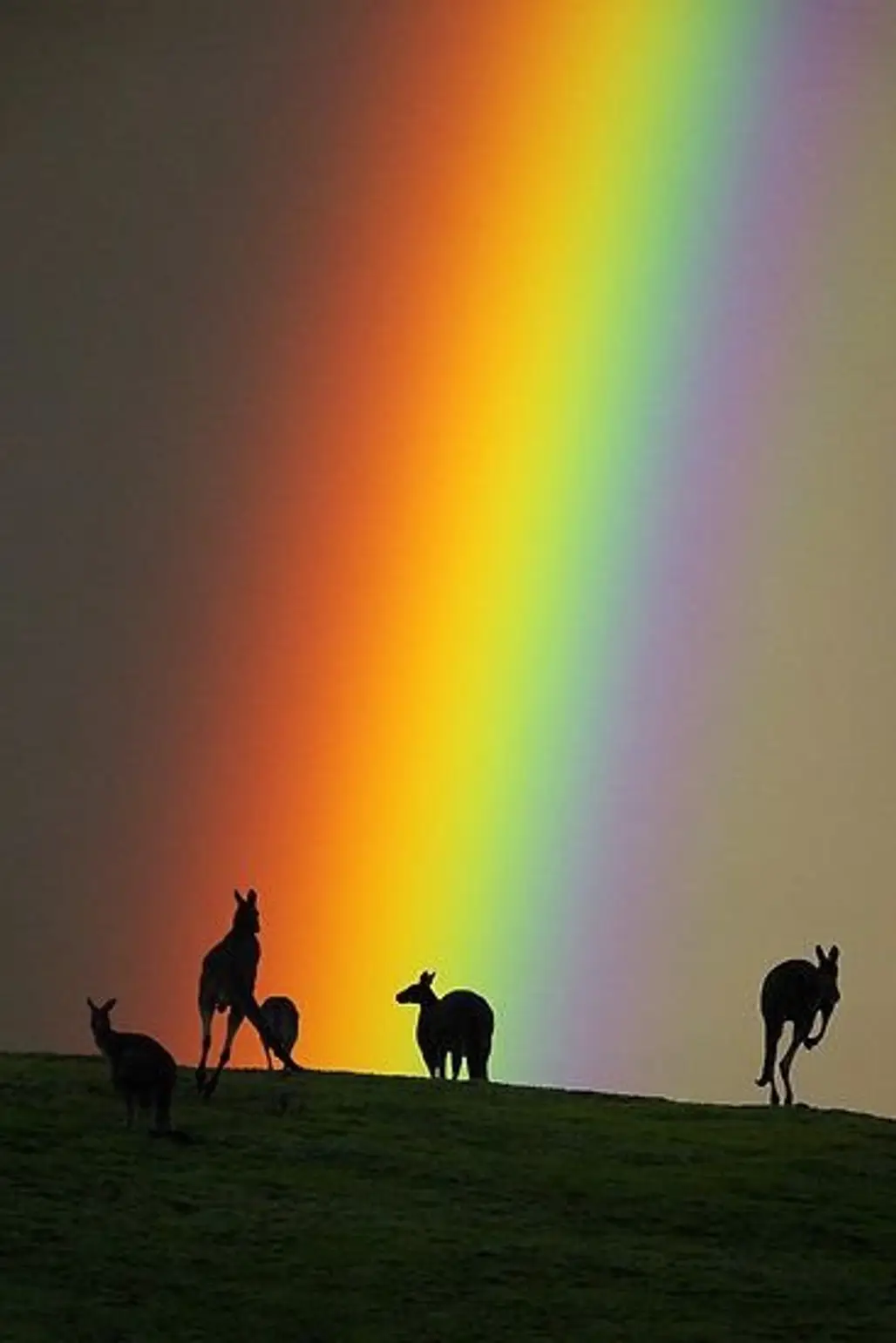 Kangaroos and Rainbow in Yarra Valley, Australia