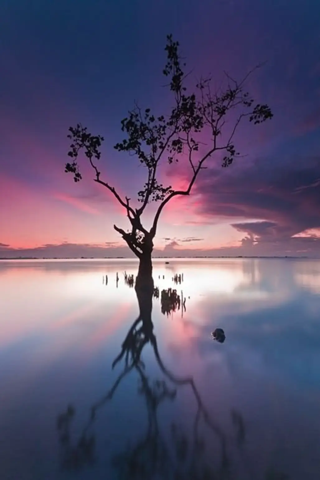 sky,reflection,nature,tree,sunrise,