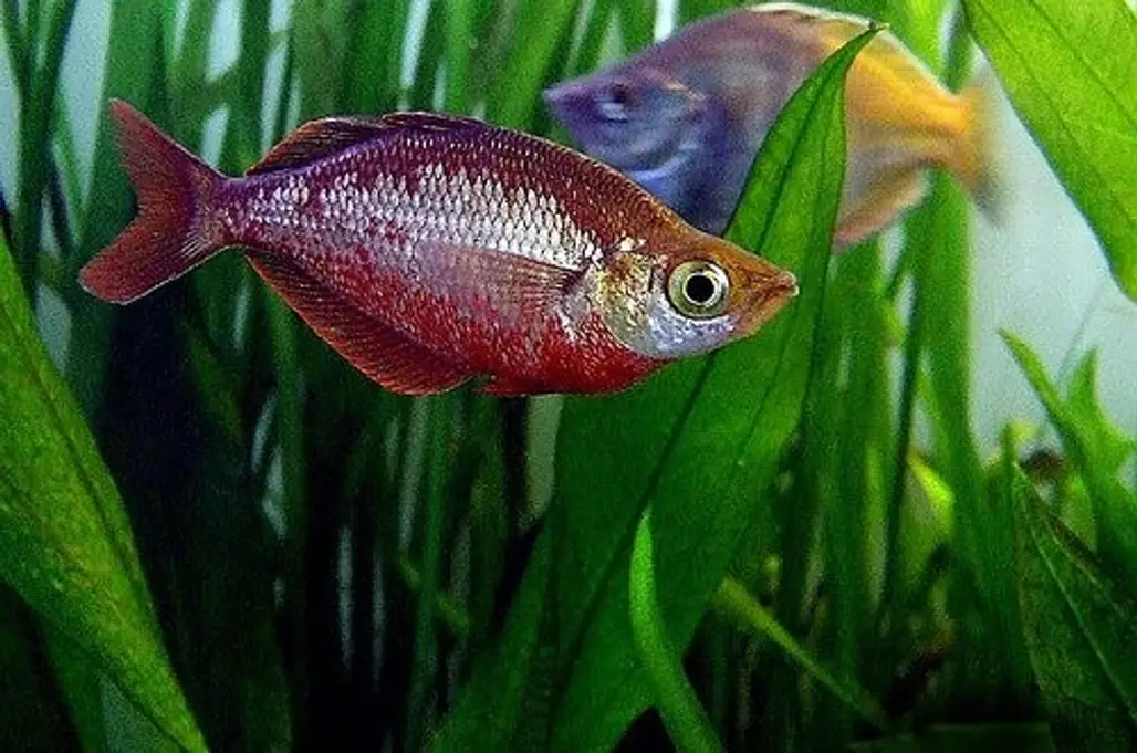 Some Types of Rainbow Fish
