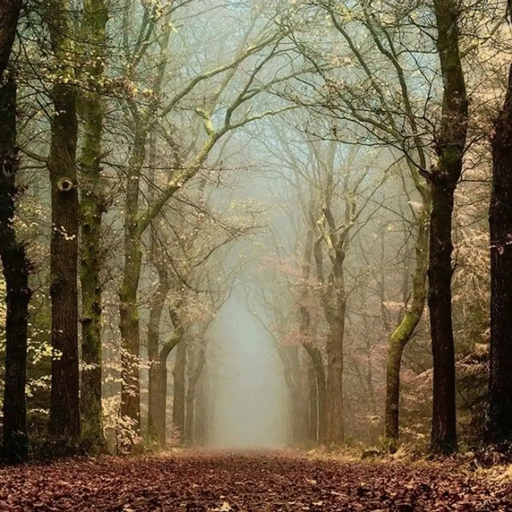 Mystic Forest, Netherlands