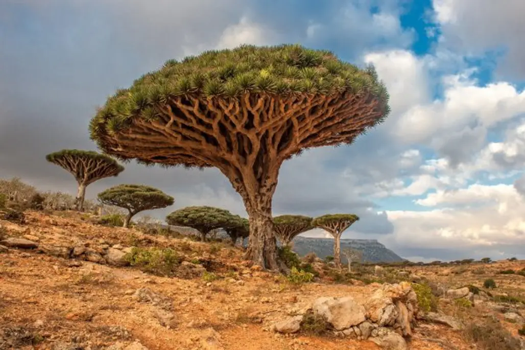 Dragon Blood Trees in Yemen