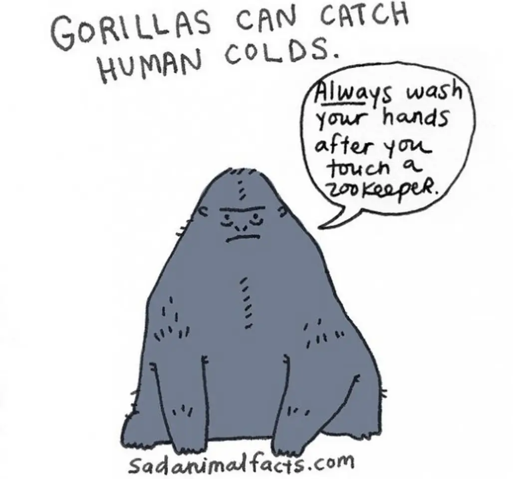 About Gorillas