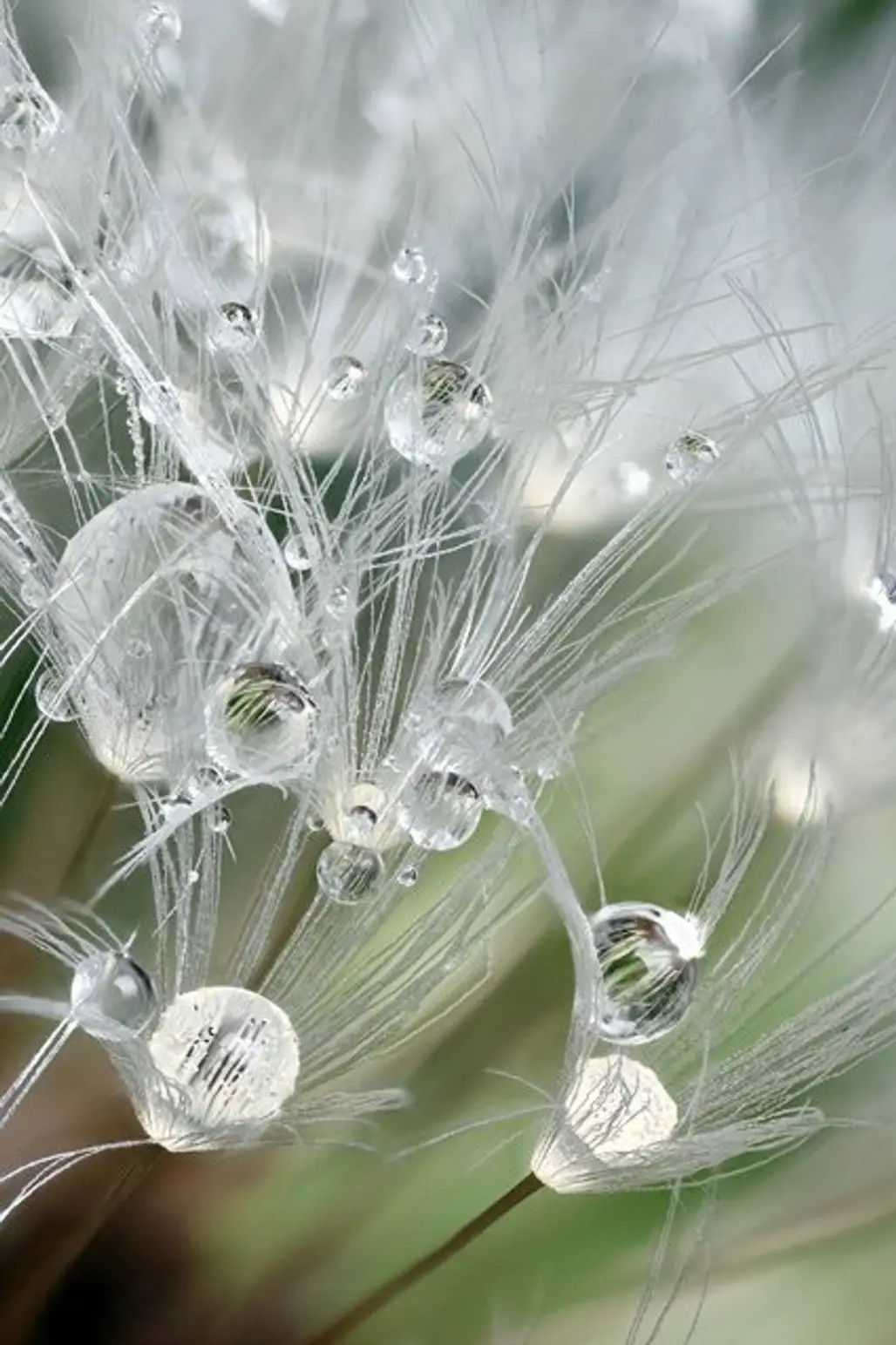 Raindrops on Dandelion Seed Head