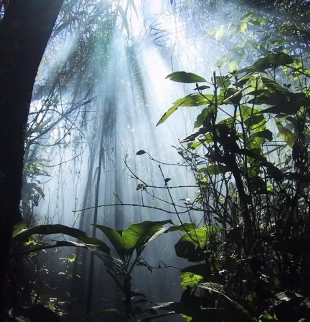 Amazon RainForest, Brazil