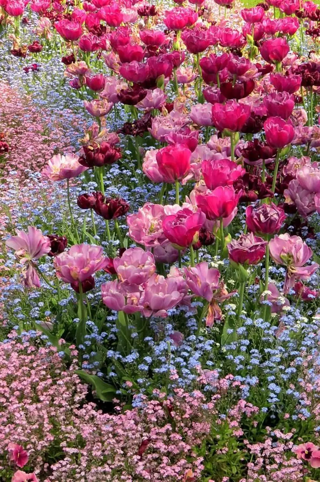 Tulips and Forget-me-nots