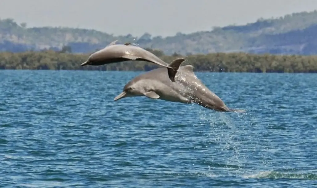 The Australian Humpback Dolphin