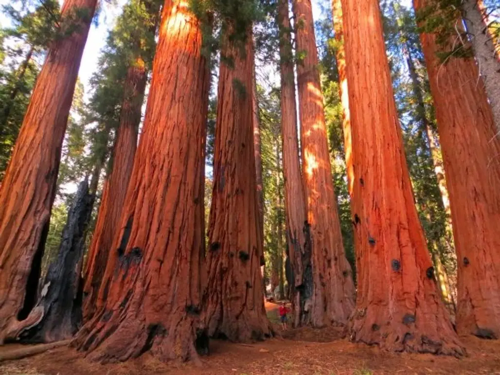 Giant Sequoia National Monument – California, USA