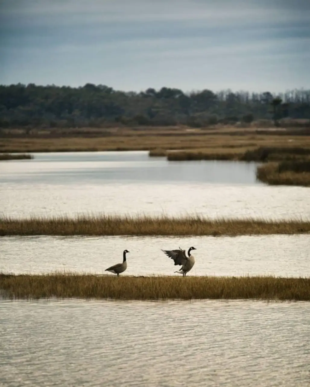 Bird, Sky, Wildlife, Freshwater marsh, Crane-like bird,