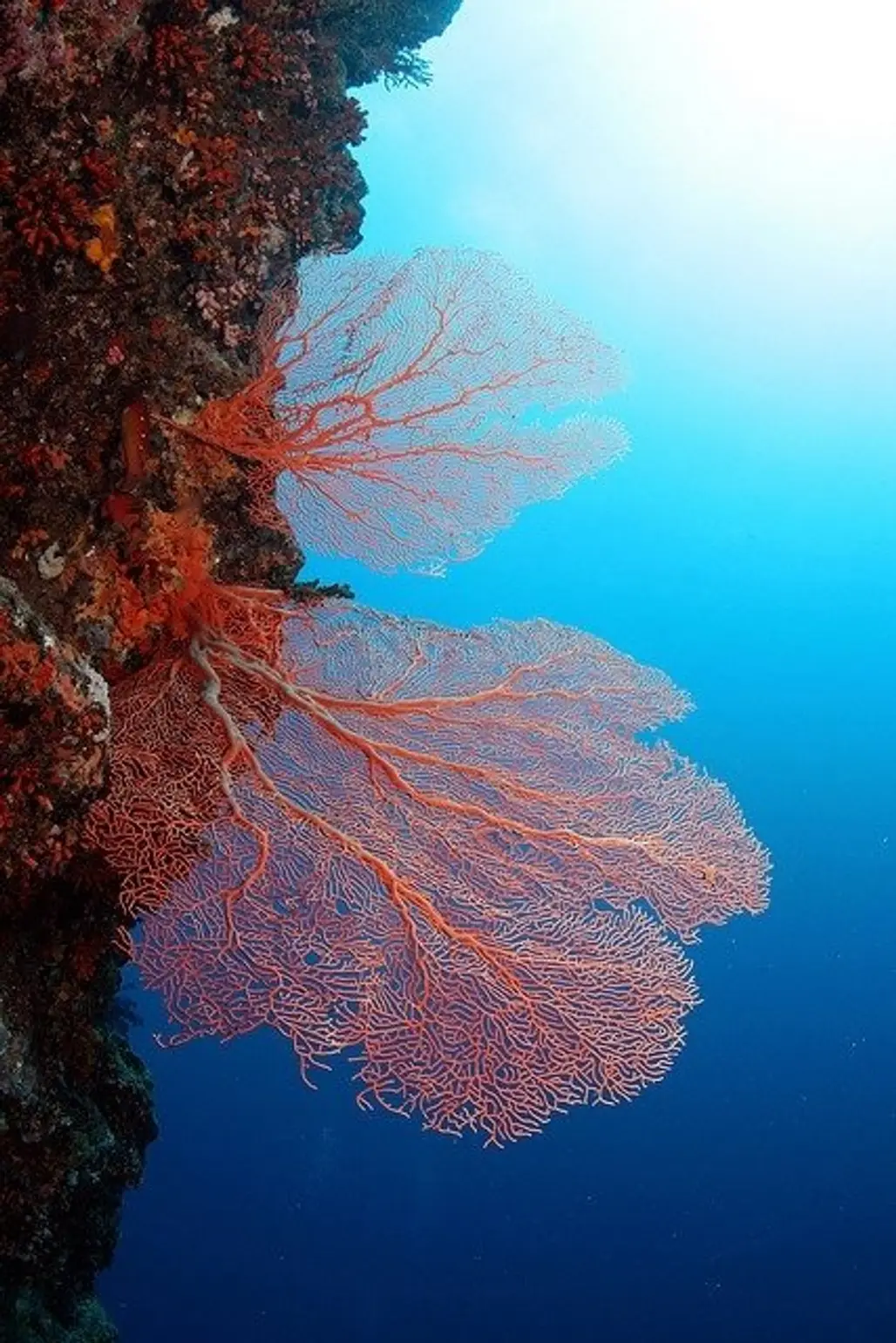 Lacy Coral