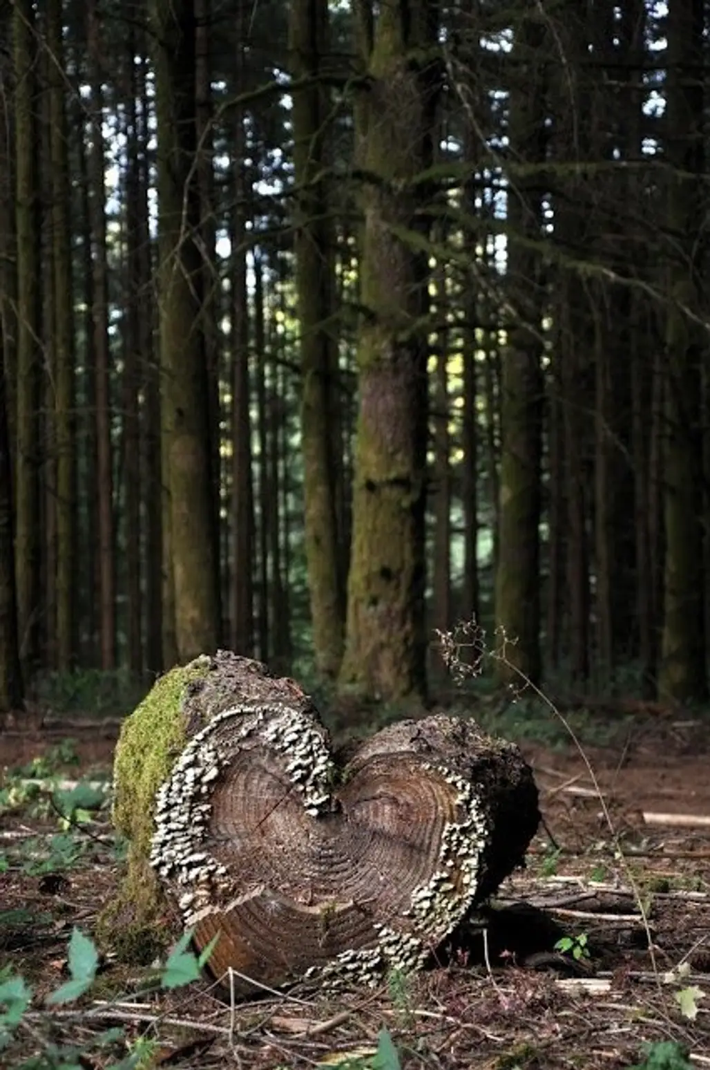 The Heart of the Forest