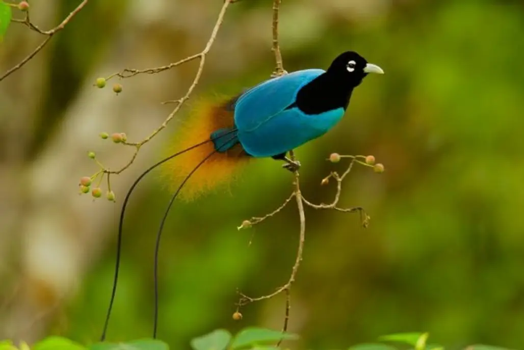 Blue Bird-of-Paradise