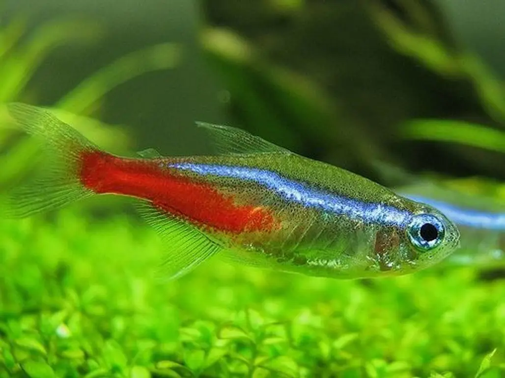 Some Types of Tetras