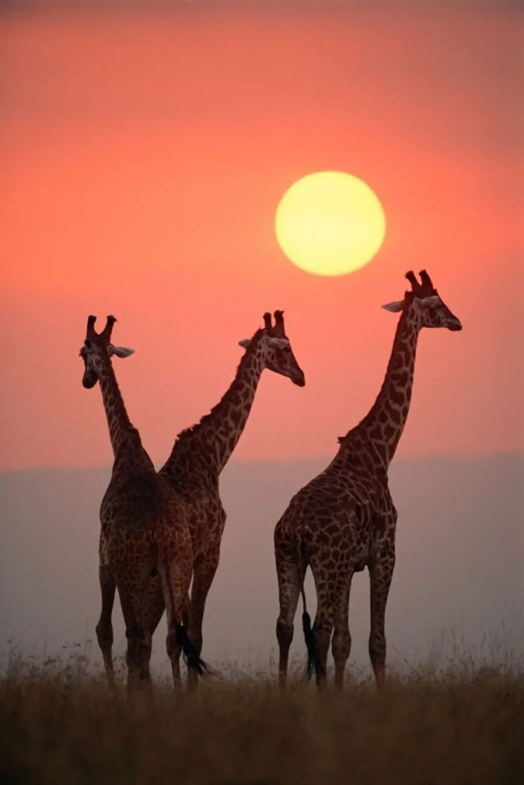 giraffe, giraffidae, wildlife, mammal, fauna,
