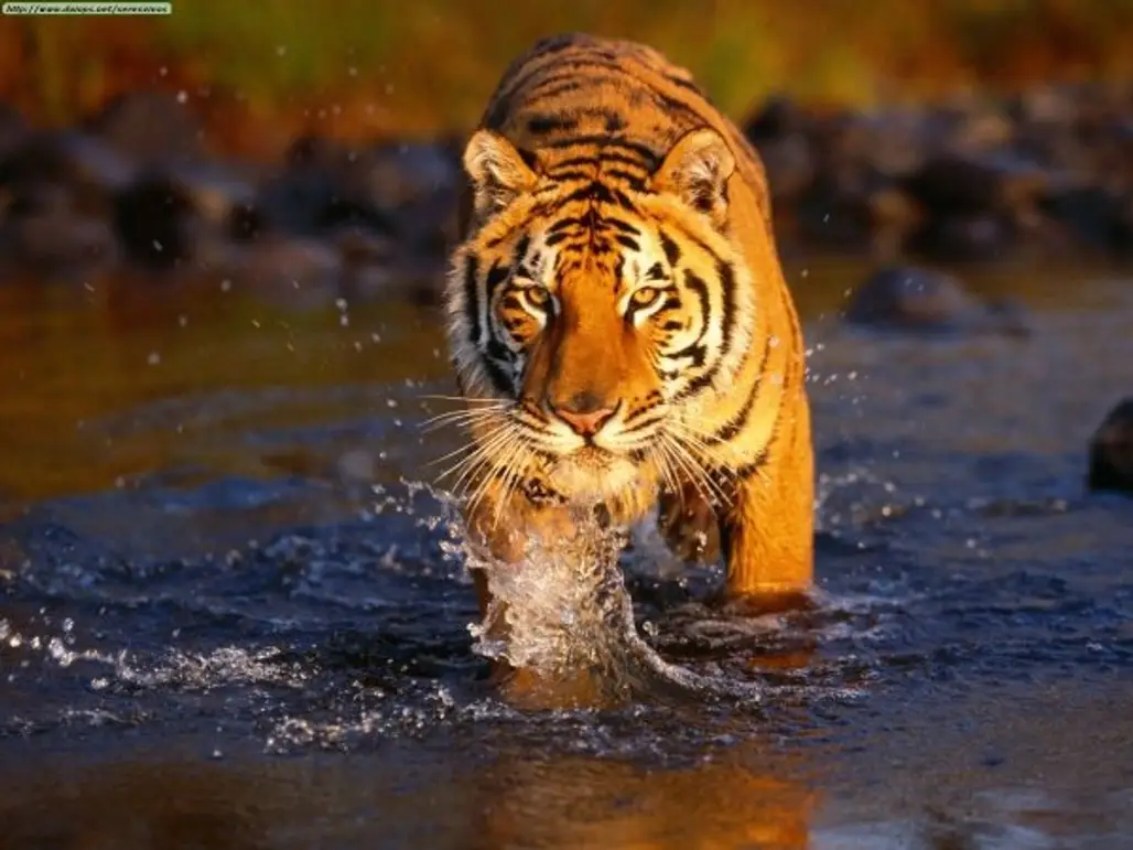 Try to Spot a Tiger in the Sundarbans