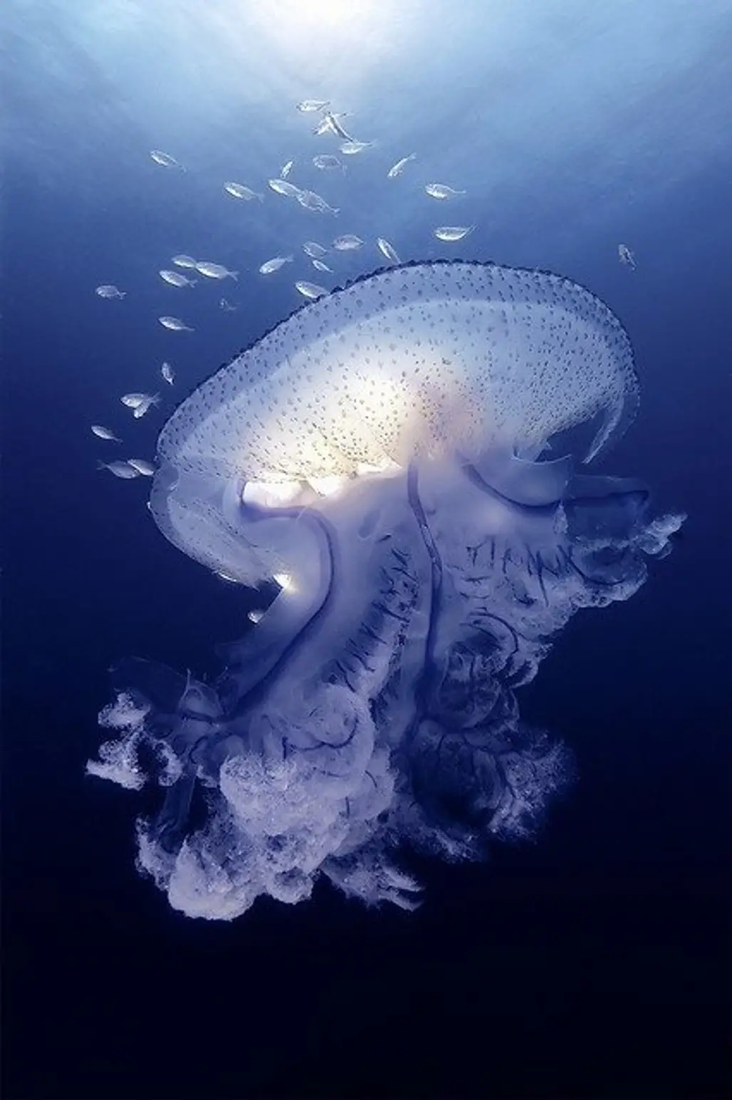 Massive Jellyfish