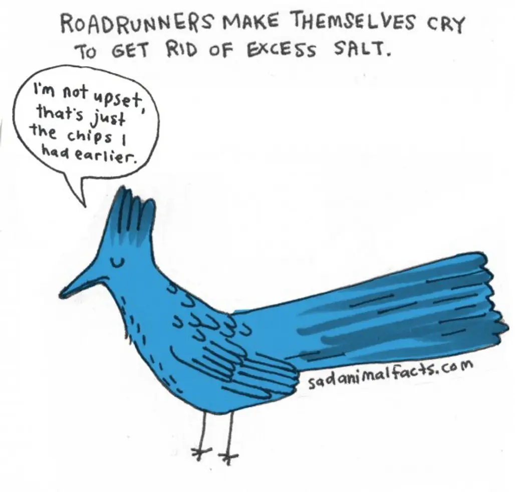 About Roadrunners