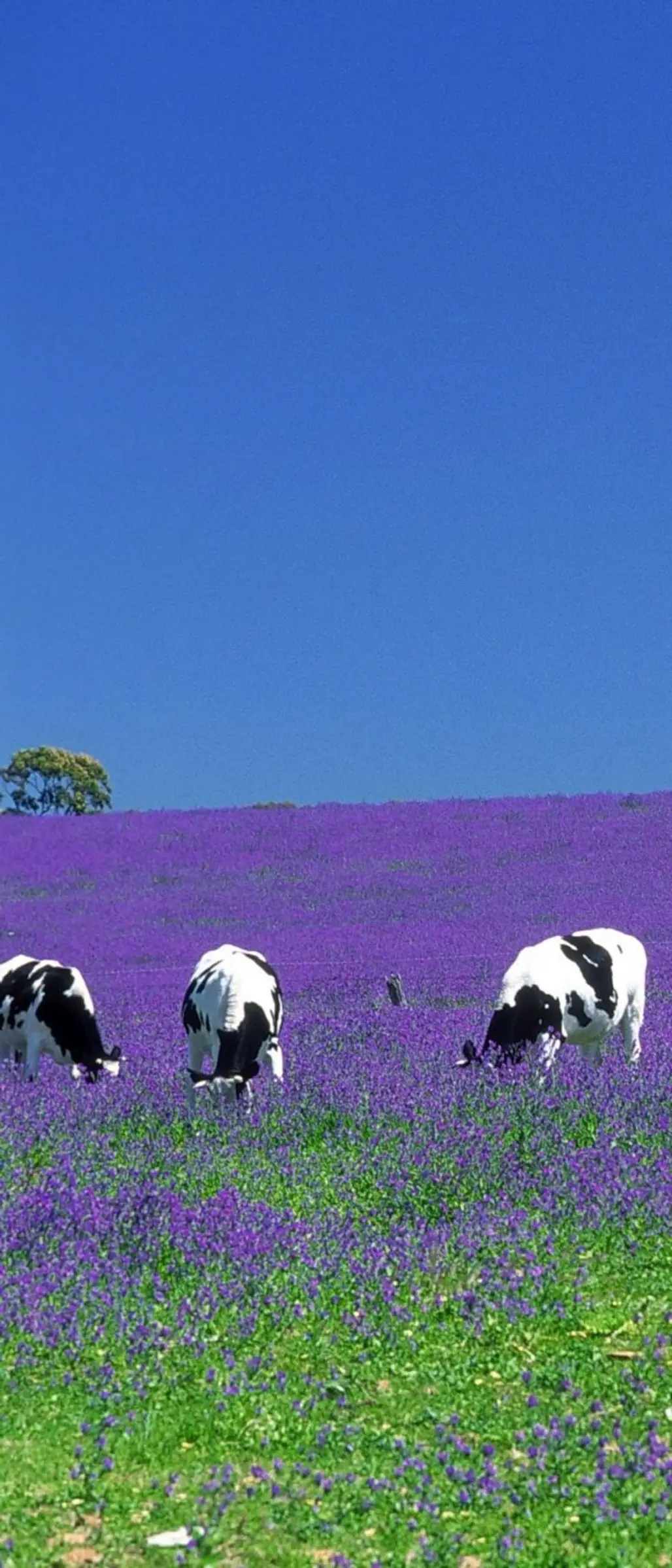 Cows Grazing in Salvation Jane Pasture, Clare Valley,