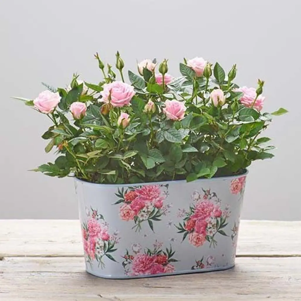 Flower, Flowering plant, Flowerpot, Plant, Pink,