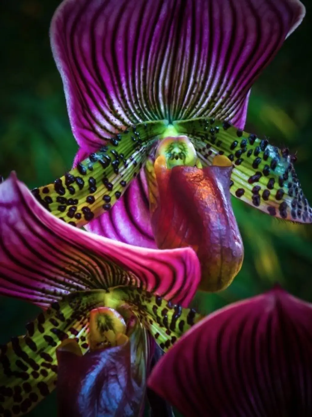 Ruby Leopard Slipper Orchid