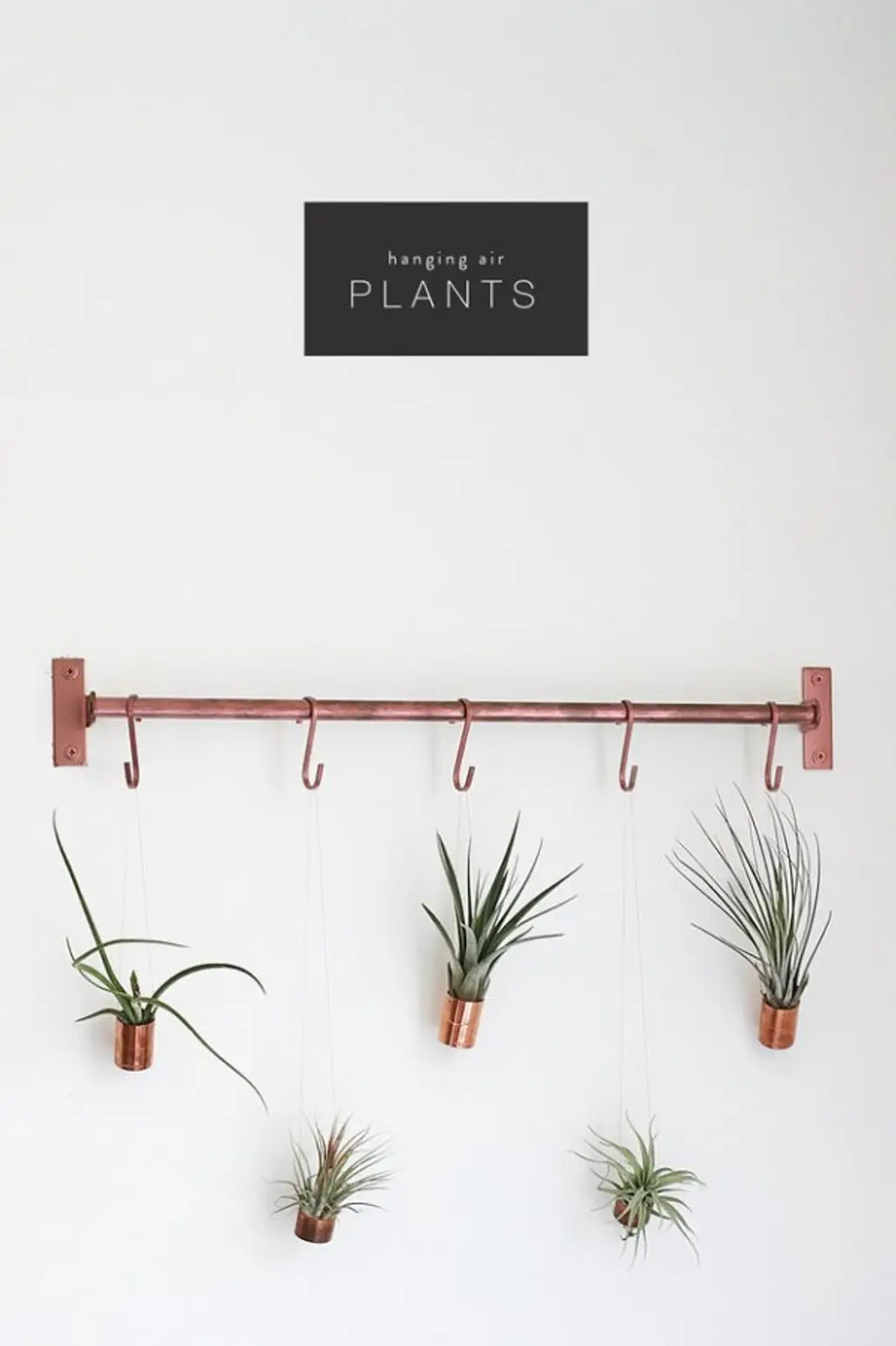 Hang Your Plants
