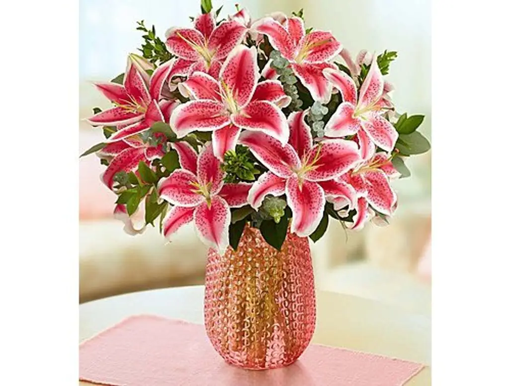 flower,plant,pink,lily,land plant,