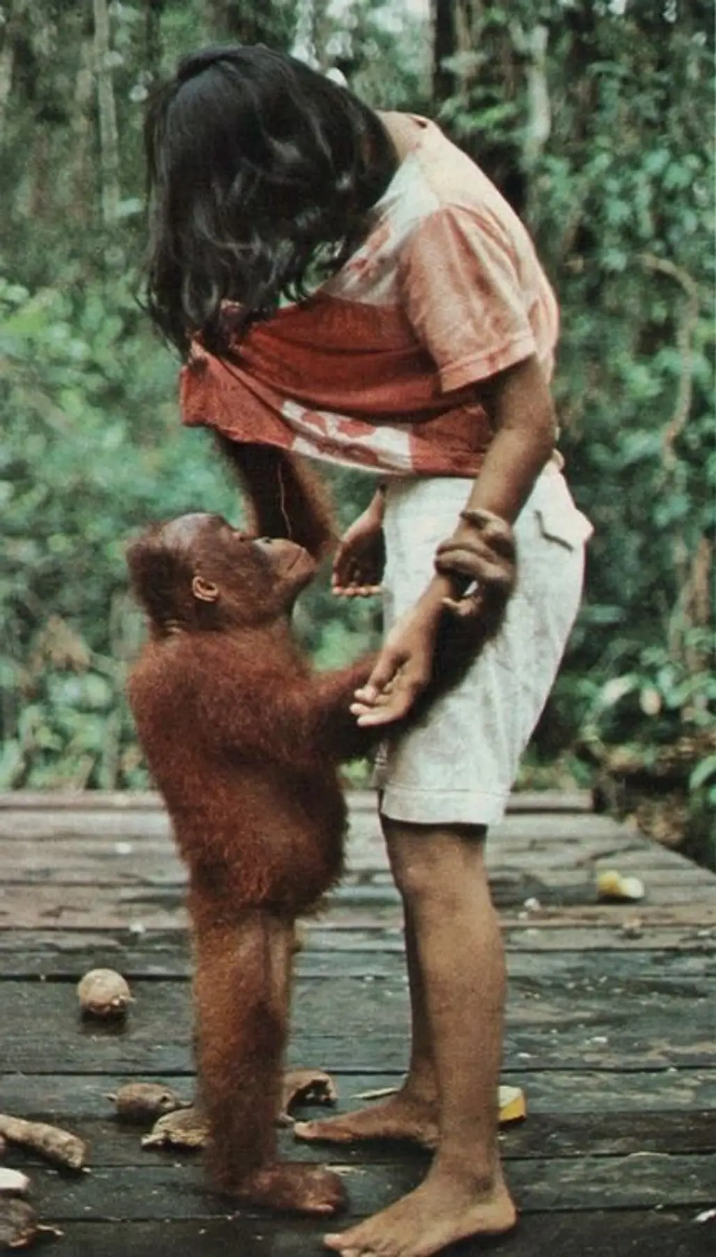 Orangutan Indonesia, 1980