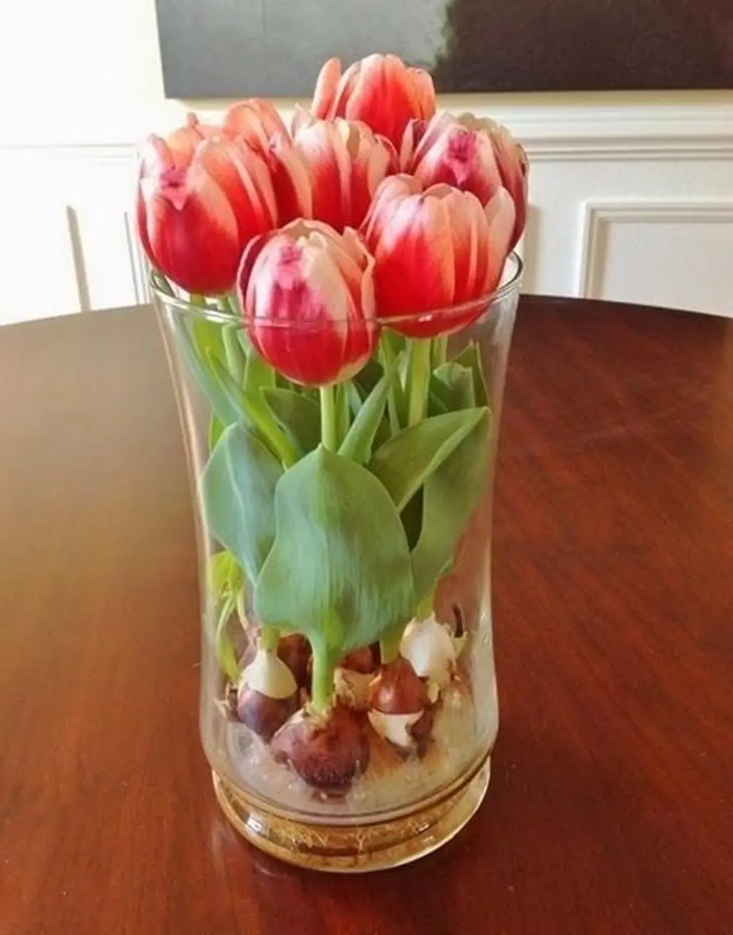 Perfect for when You Don't Have a Garden - Grow Tulips at Home