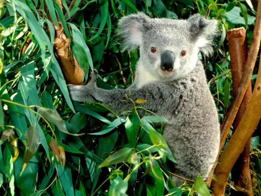 See Unique Animals in Australia