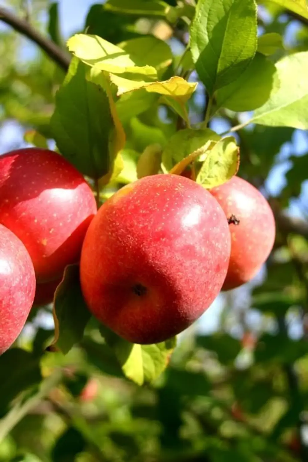 Paula Red Apples