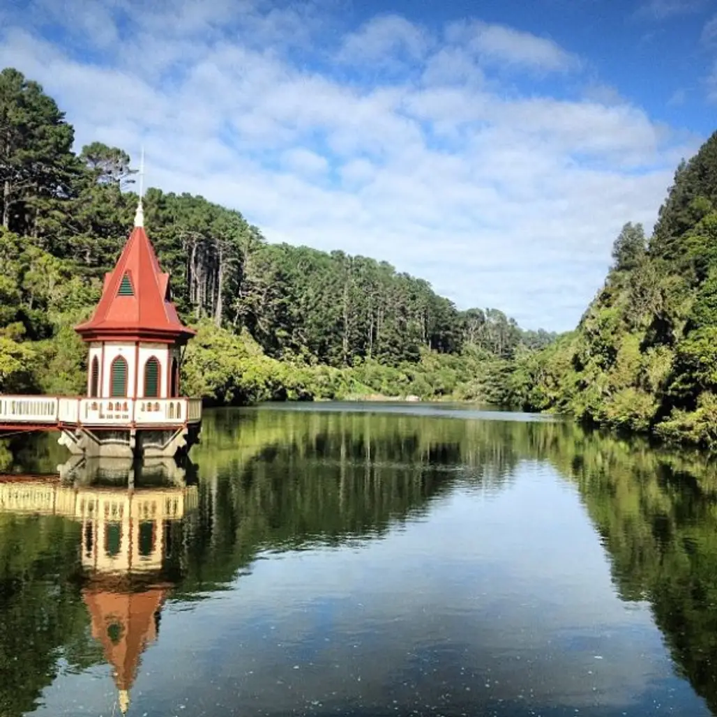 Zealandia,reflection,nature,water,tree,