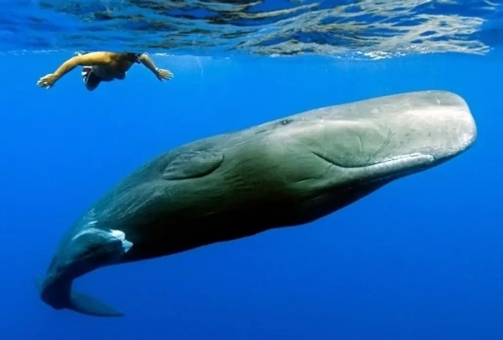 The Dwarf Sperm Whale