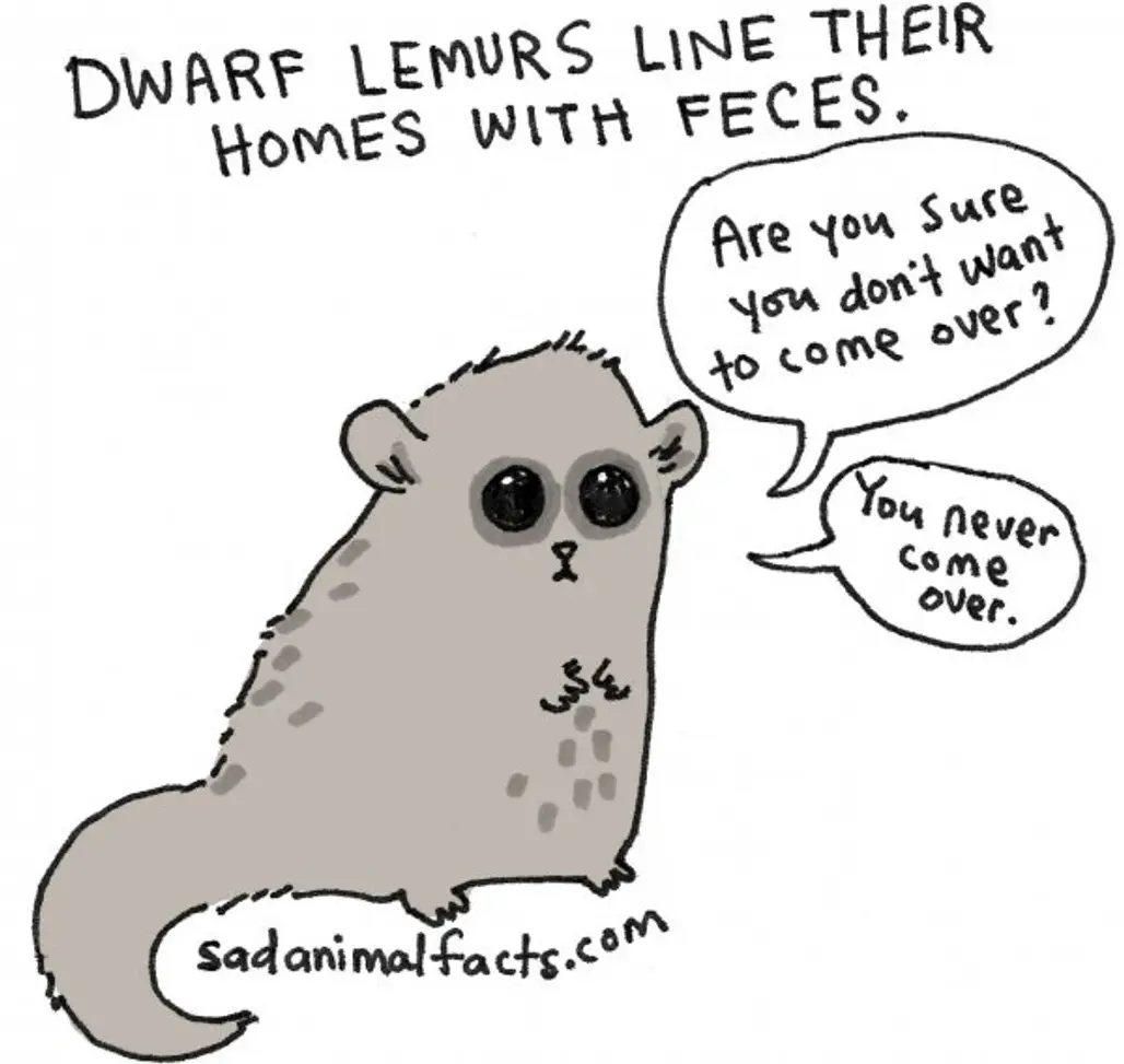 And Dwarf Lemurs