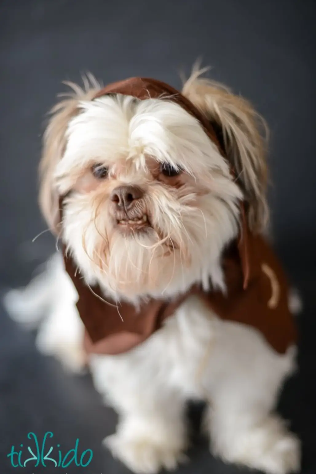 No-sew Ewok Dog Costume