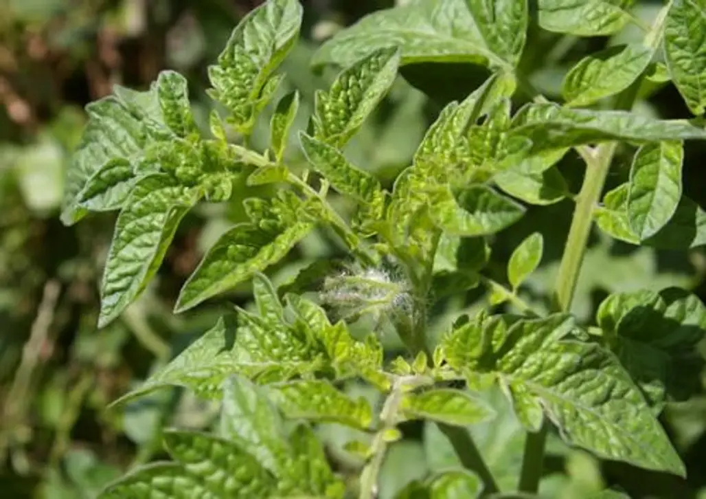 Tomato Leaves Insecticide