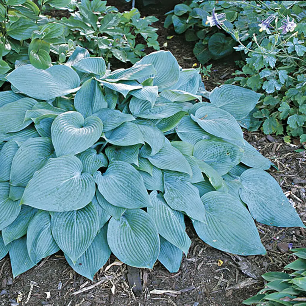 Green and Blue-Leaved Hostas