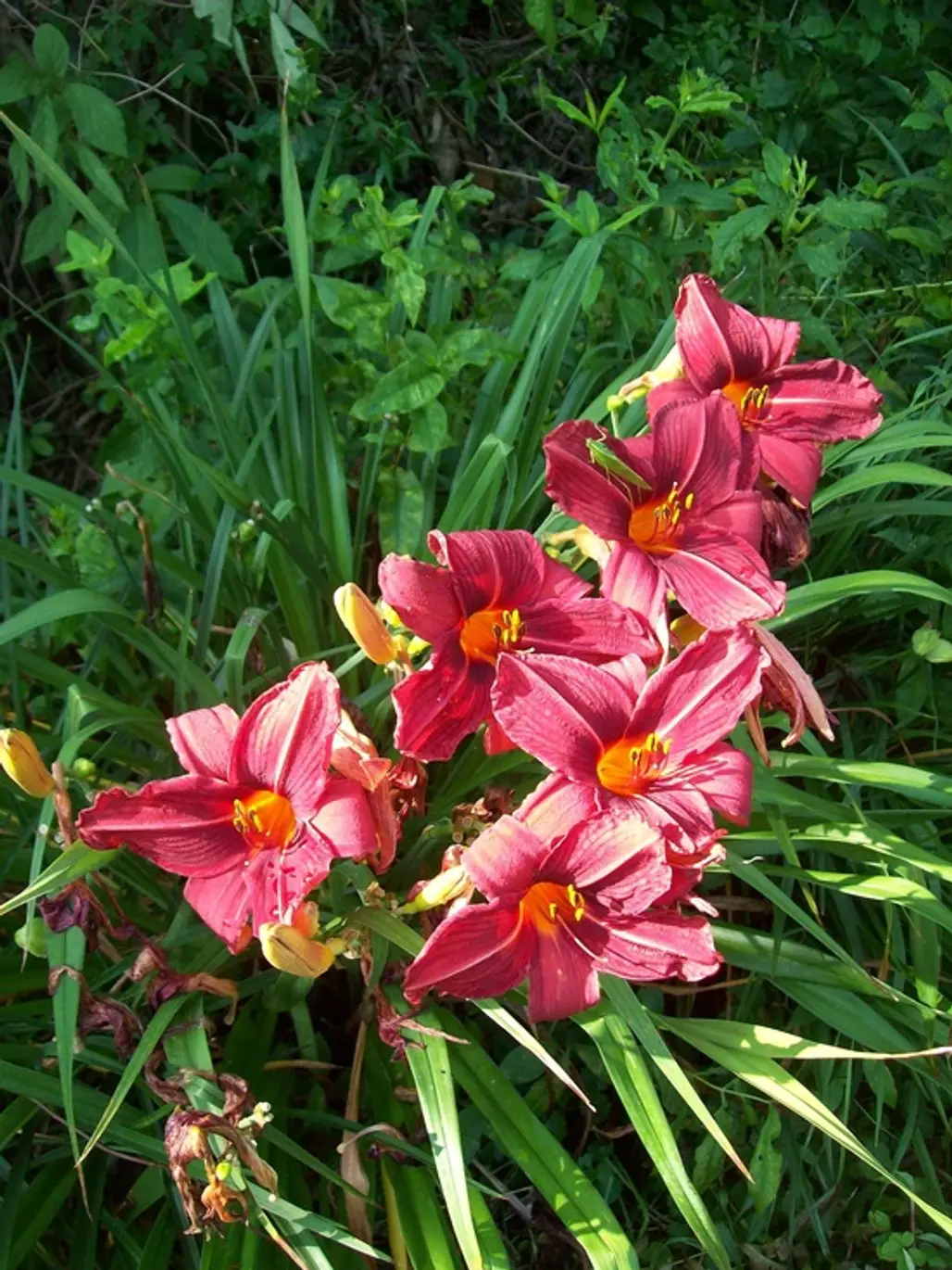 Delicate Daylilies