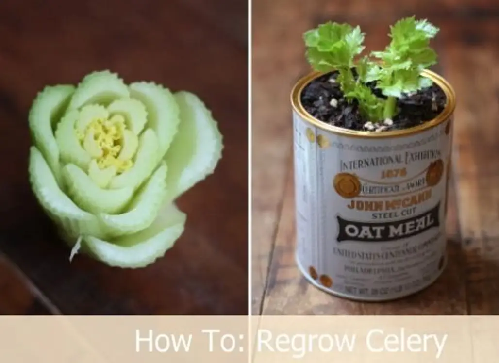 Regrow Produce in Old Cans