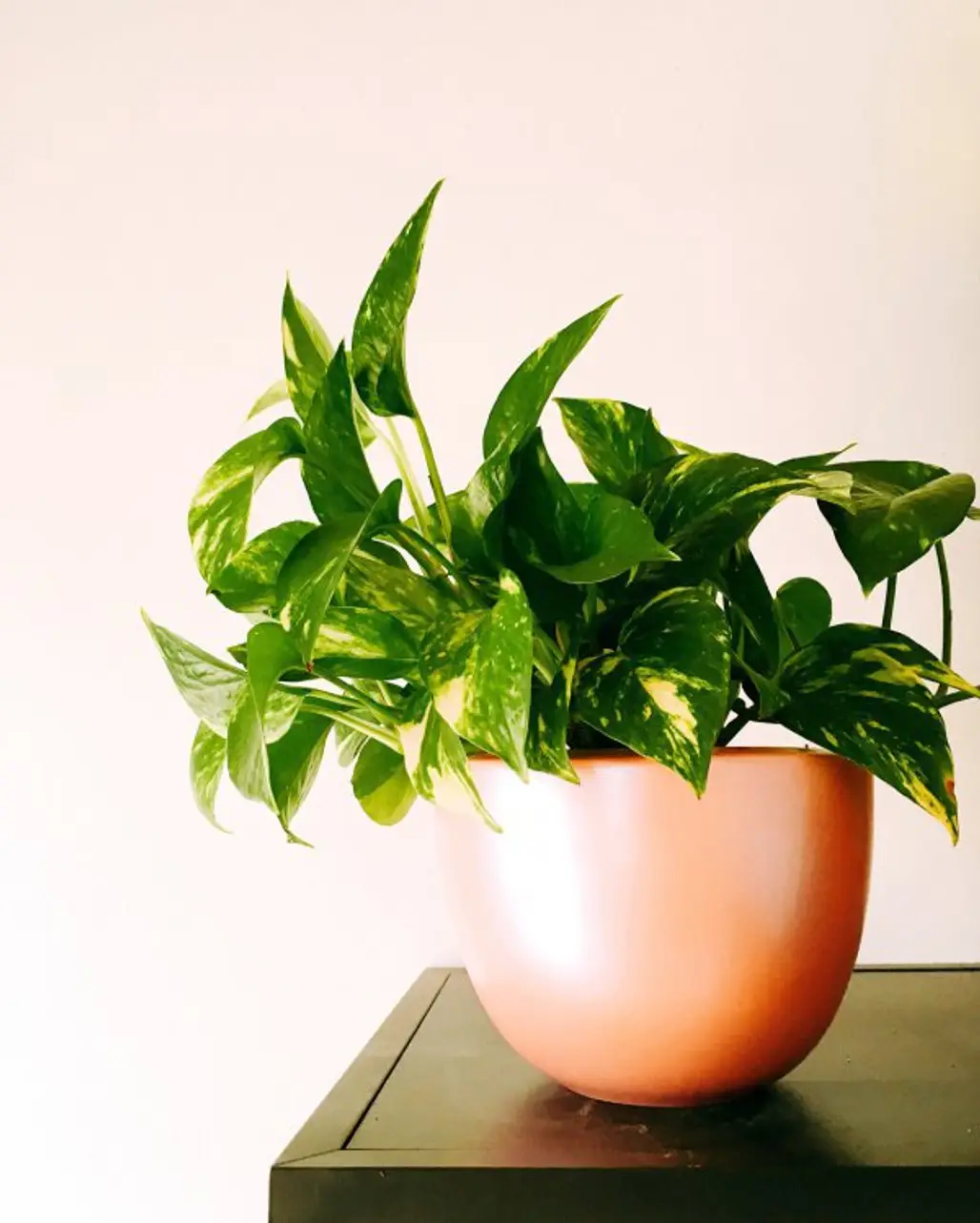 plant, leaf, flowerpot, houseplant, vase,