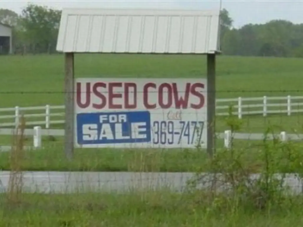 Secondhand Cows