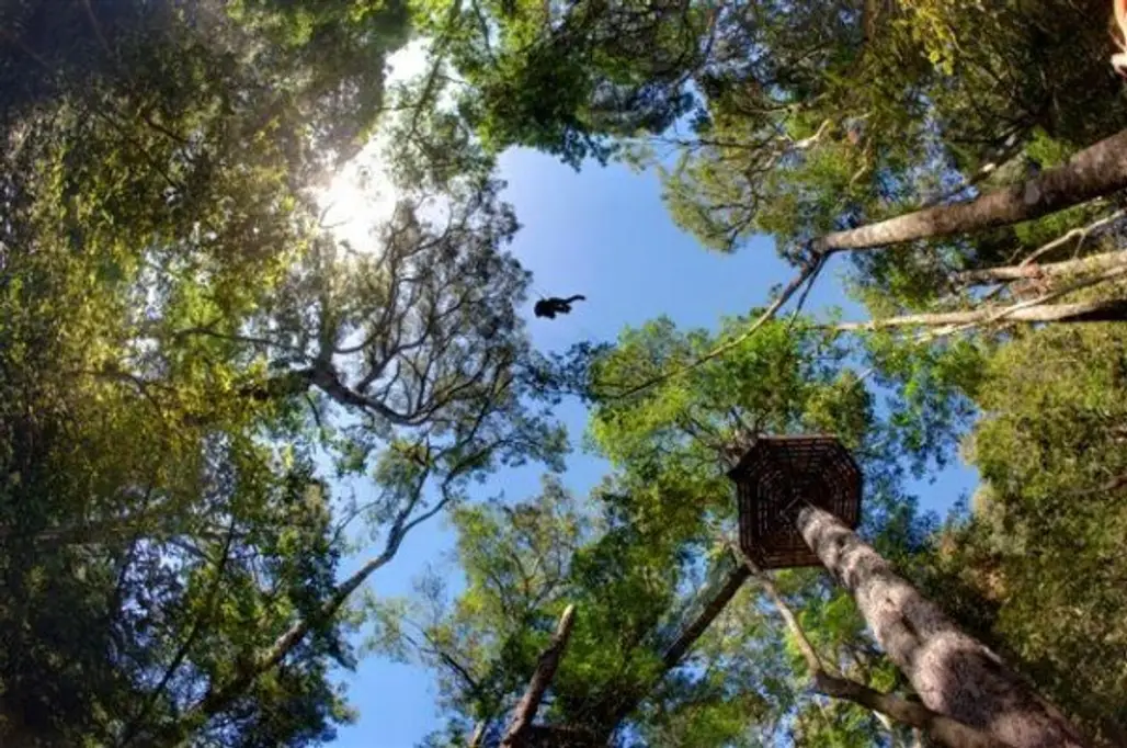 Zipline the Forest with a Canopy Tour