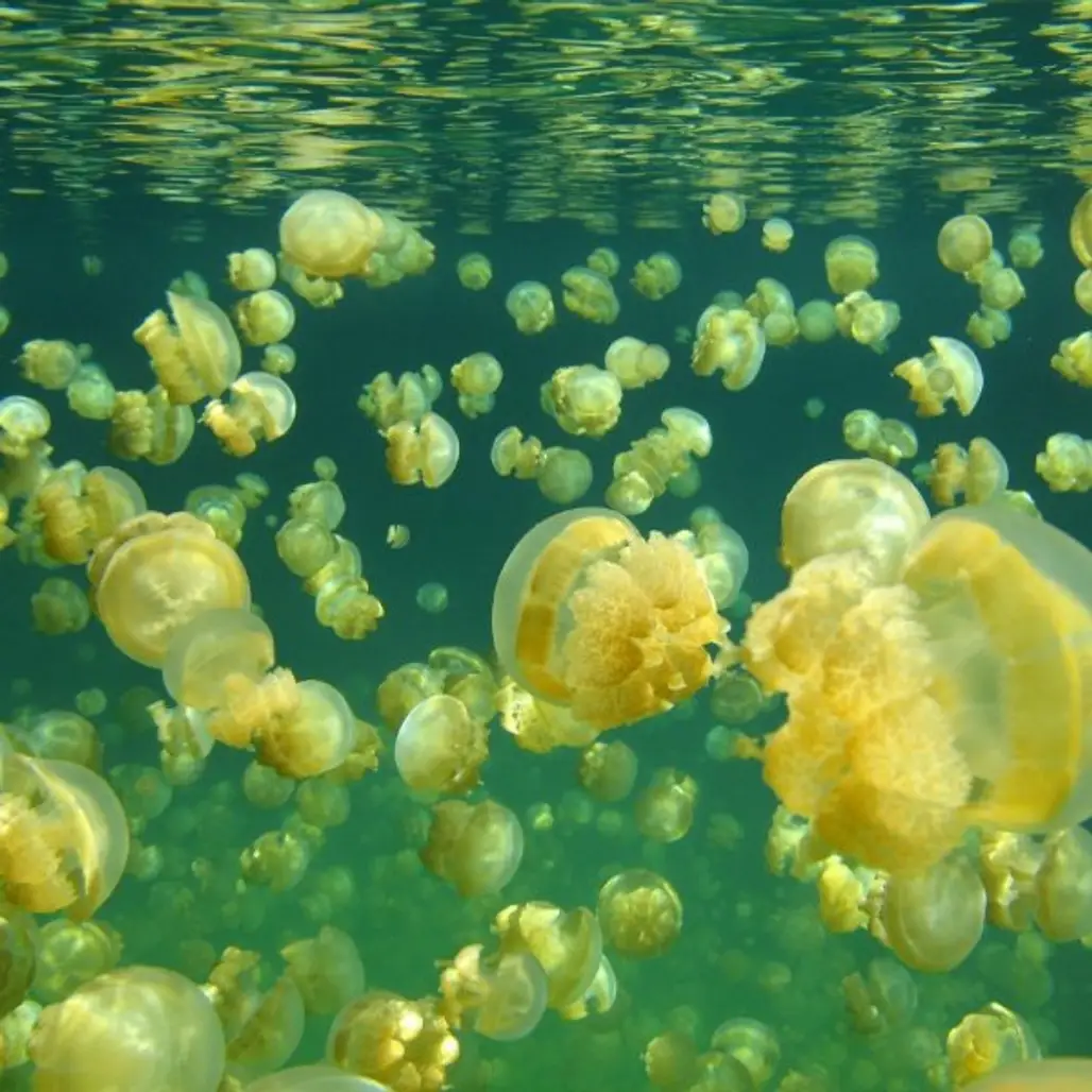 Jellyfish, Yellow, Organism, Water, Marine invertebrates,