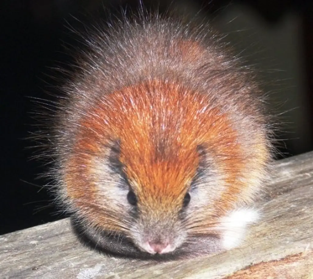 The Red-Crested Tree Rat