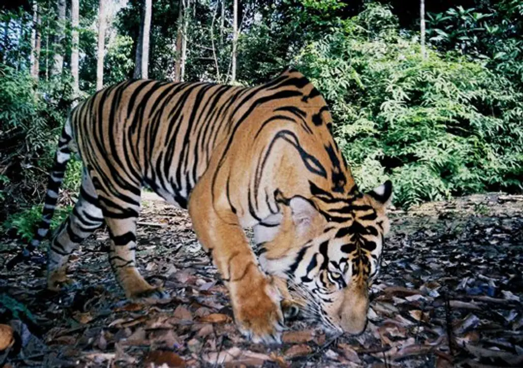 Tracking with Tigers: Sumatra Tiger Research Project, Indonesia