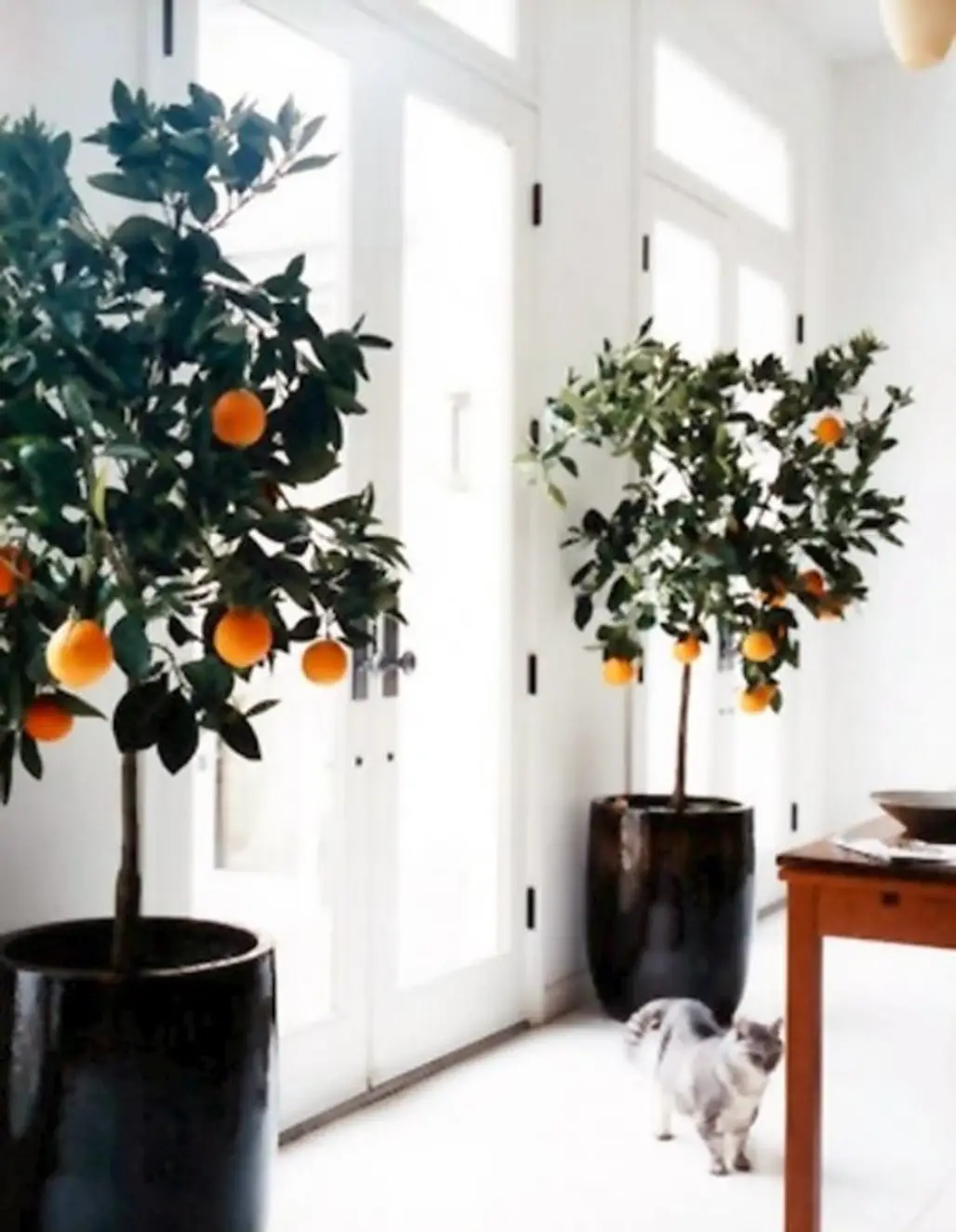 Indoor Citrus Plants