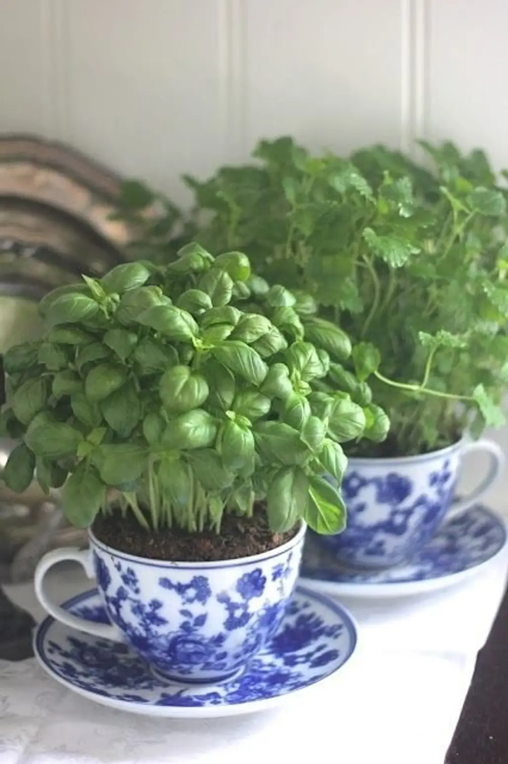 Herbs Planted in Teacups
