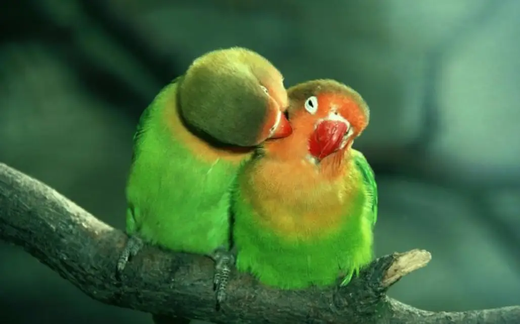 Lovebirds' Love